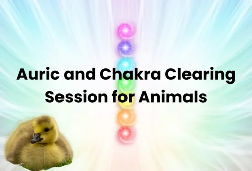 Auric and Chakra Clearing Session for Animals