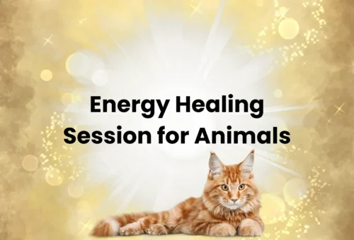 Energy Healing Session for Animals