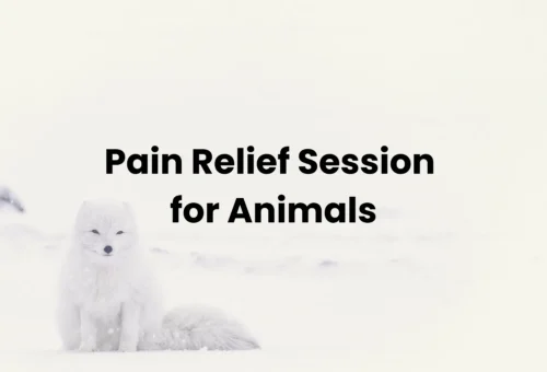 Pain Relief Session for Animals