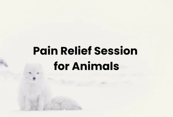 Pain Relief Session for Animals