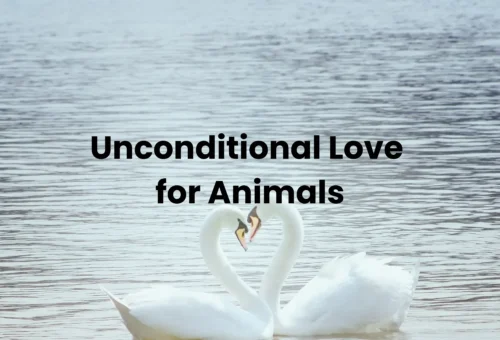 Unconditional Love Session for Animals