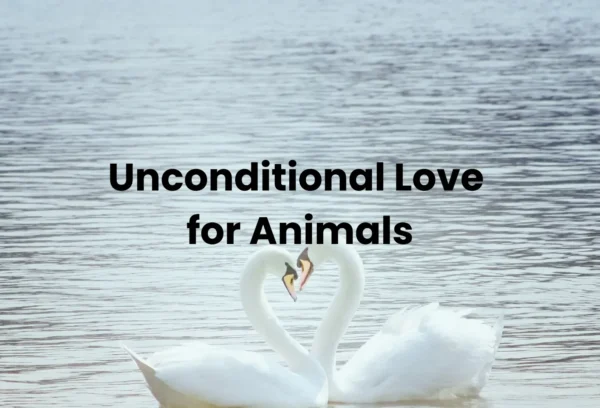 Unconditional Love Session for Animals