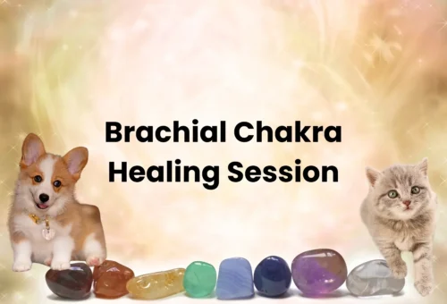 Brachial Chakra Healing for Animals
