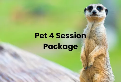 A Package of 4 Different Sessions for Animals (15% discount!)